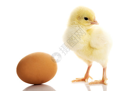 一只黄色的小鸡蛋分开的鸡蛋图片
