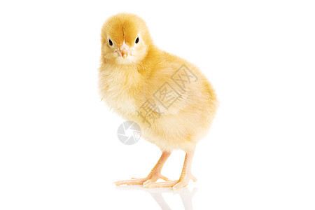 一只黄色的小鸡分开生活生长公鸡毛皮家禽生物家畜工作室母鸡婴儿图片