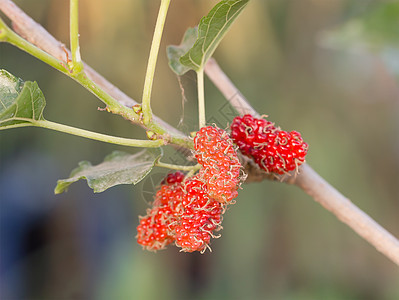 树上的木莓是贝里果子团体枝条灌木花园浆果丝绸食物叶子药品生产图片