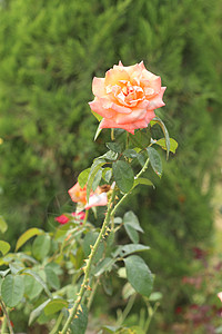 花园里的花朵橙子植物学植物庆典树叶花瓣季节园艺植物群衬套图片