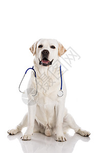 维狗工作动物医生药品医疗白色救援犬类工作室猎犬图片