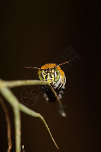 蜜蜂在树枝上天线棕色蜂蜜宏观漏洞昆虫黄色黑色翅膀图片