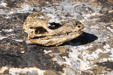卡纳里干利沙德斯库尔生物插图历史颅骨牙齿怪物古生物学骨骼灭绝爬虫图片