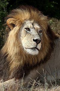狮子雄狮草原旅行动物头发鬃毛猫科男性野生动物食肉哺乳动物图片