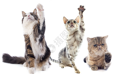 玩猫猫游戏动物三色爪子棕色宠物白色工作室图片