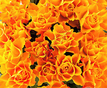 黄色玫瑰的背景背景宏观礼物美丽花园纹理惊喜花瓣植物庆典婚礼图片