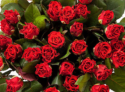 红玫瑰的背景花束庆典纹理礼物惊喜玫瑰婚礼花瓣热情植物图片