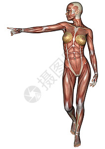 女性解剖图卫生运动数字器官解剖学生物学身体药品女士医疗图片
