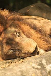 沉睡狮子公园国王毛皮食肉猫科男性猎人动物危险哺乳动物图片