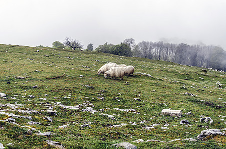羊群栅栏环境爬坡荒野绿色团体丘陵食物白色蓝色图片
