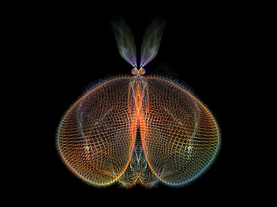 象形蝴蝶野生动物渲染触角眼睛航班动物花园科学插图数学图片
