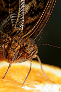 蝴蝶的宏观照片黄色橙子动物眼睛鳞翅目圆圈昆虫水果热带灰色图片