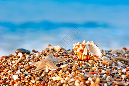 海背景中卵石滩上的贝壳和海星图片