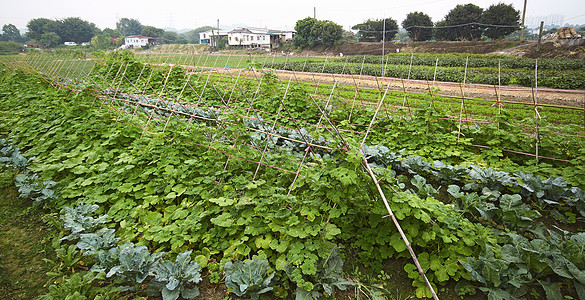 农村耕地种植土地场地日落蔬菜收成国家肥料栽培培育农场农作物图片