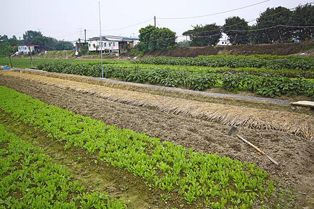 农村耕地种植土地农作物蔬菜季节豆类母猪草地施肥国家栽培收获图片