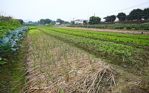农村耕地种植土地场地豆类栽培种子母猪施肥培育天空农场太阳图片