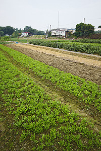 农村耕地种植土地太阳地形肥料季节蔬菜种子收成生长草地房子图片