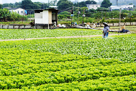 种植地和农民喷洒喷雾机杂草场地野花作物绿色叶子栽培植物喷涂图片