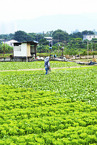 种植地和农民喷洒野花土地耕地叶子喷涂体力劳动者软管大豆男士物质图片