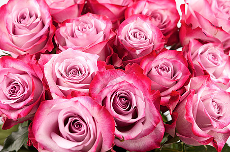 粉红玫瑰的背景图片