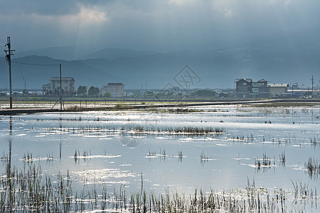 沼泽的景观叶子池塘风景场景阳光日落植物芦苇场地天空图片