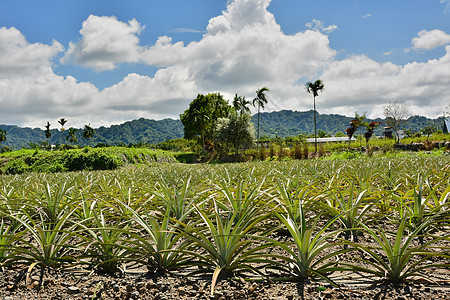 菠萝农场植物营养热带种植园食物饮食种植者海洋松树生长图片