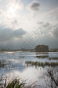 沼泽的景观植物池塘场景风景芦苇叶子农村浮木多云建筑图片