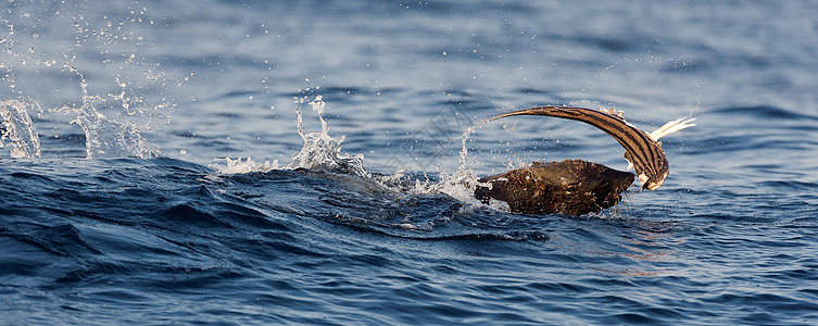 鱼的海豹牙热带蓝色野生动物身体乐趣动物游泳封印哺乳动物危险图片
