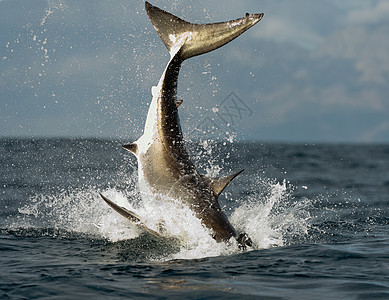 跳跃白鲨鱼鲨鱼尾巴高清图片