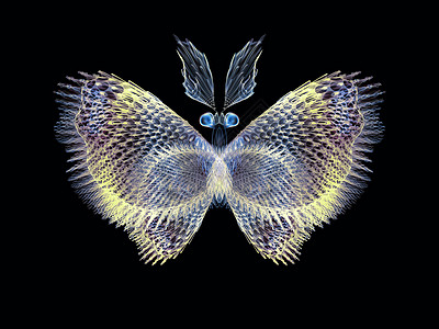 蝴蝶幻象花园自然几何学装饰品想像力昆虫学传播奉承元素宏观图片