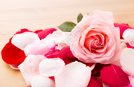 粉红玫瑰 还有花瓣粉色宏观白色踏板脆弱性美丽中心玫瑰图片