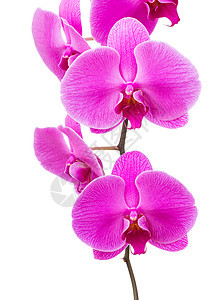 兰花光亮花朵蝴蝶月球花束紫色花瓣庆典粉色植物工作室白色图片