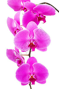 兰花光亮花朵条纹花瓣蝴蝶植物庆典白色粉色紫色花束月球图片
