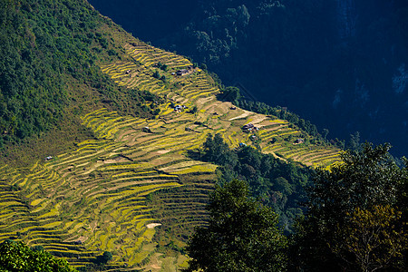 尼泊尔的风景大麦丘陵梯田农业稻田山脉场地山腰编队房子图片