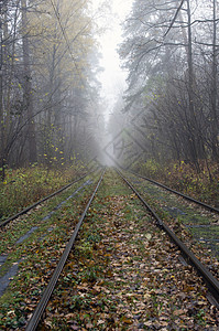 通过森林沿途的铁路轨道图片