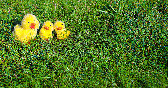 绿草上的小黄鸡配饰小鸡动物贮存季节假期羽毛农业农场蛋壳背景图片