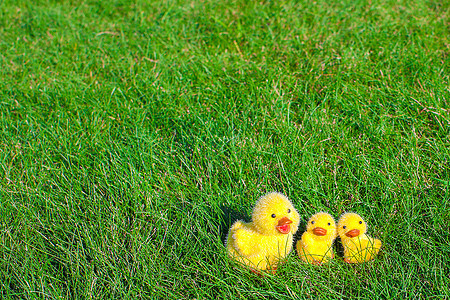 复活节的标志     绿草上的小黄鸡羽毛农业纸盒贮存配饰农场场地食物假期蛋架背景图片