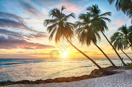 巴巴多斯海岸可可光束情调手掌树木旅行海洋支撑日出图片