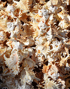 Spiked海壳背景海滨热带假期海岸线海洋海滩天堂珊瑚收藏图片