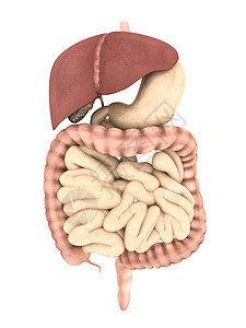 消化系统模型医疗胆囊白色药品肠胃器官身体腹部胰腺解剖学图片