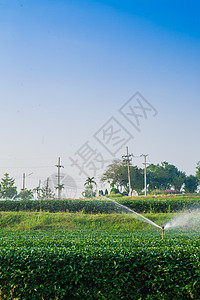 蓝色天空背景的绿色茶叶农场爬坡种植园阳台植物群热带农田场地植物环境季节图片