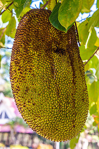 Jackfruit 粗金刚石饮食树干森林植物花园植物群维生素菠萝蜜热带美食图片