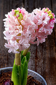 粉色花纹柔软度乡村红花问候紫色静物花头花瓣飞沫花卉图片