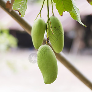 树上绿芒果营养情调季节生产饮食农场植物异国食物水果图片