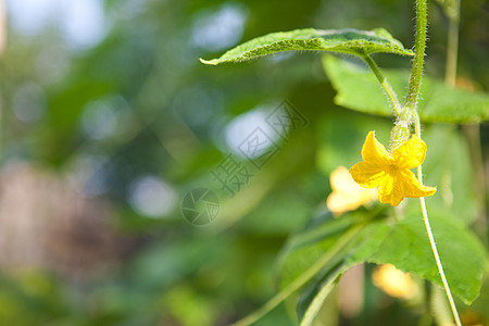 黄瓜生长蔬菜季节植物收成叶子背景温室食物花园农业图片