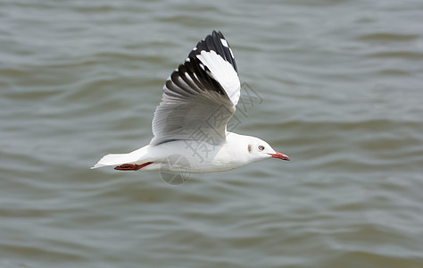 海鸥飞越水面野生动物天堂翅膀海滩空气羽毛天气太阳生态航班图片