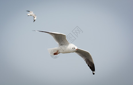 海鸥飞越水面羽毛海鸟生活翅膀海滩荒野空气野生动物生态海洋图片