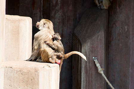 动物园一对猴图片