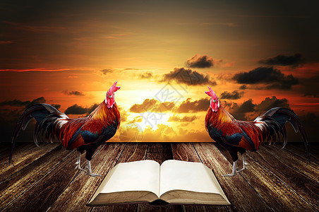 清晨醒来 用公鸡乌鸦叫人读脚鸡天际家畜动物教育书架波峰百科木头日落图片