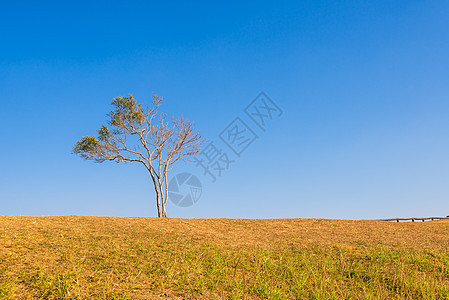 山上树上有蓝色的天空环境树干季节农村草地橡木土地孤独生态木头图片